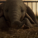 Dumbo in Disney's 2019 live action remake.